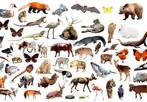 5⭐️ huis aangeboden: kippen, konijnen, eenden, fretten… Etc, Dieren en Toebehoren, Overige Dieren, Meerdere dieren