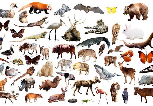 5⭐️ huis aangeboden: kippen, konijnen, eenden, fretten… Etc, Dieren en Toebehoren, Overige Dieren, Meerdere dieren
