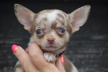 Chihuahua pups prachtige kleuren beschikbaar voor biedingen