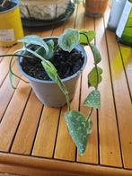 Pothos Tacheté, Ophalen