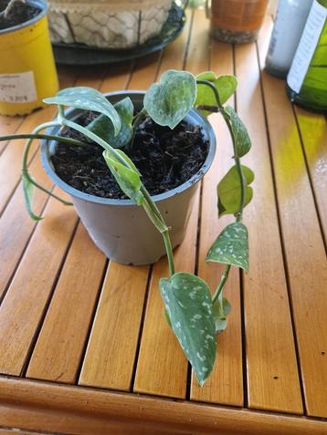 Pothos Tacheté  beschikbaar voor biedingen