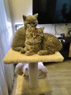 Brits Korthaar LAATSTE KITTEN. GOLDEN TIJGER KATERTJE, Dieren en Toebehoren, Meerdere dieren, Gechipt, 0 tot 2 jaar