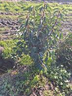 Prunus lusitanica angustifolia, Enlèvement