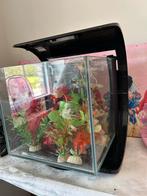 Mooi aquarium verkocht met zijn planten, Ophalen, Gebruikt