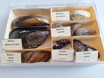 Schelpen - Mytilidae beschikbaar voor biedingen