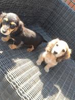 Prachtige langharige teckel pups, Dieren en Toebehoren, België, 8 tot 15 weken, Dwerg, Langhaar