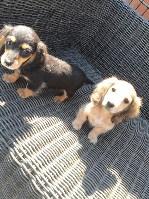 Prachtige langharige teckel pups, Dieren en Toebehoren, Honden | Teckels en Dashonden, Meerdere dieren, Langhaar, Dwerg, Fokker | Professioneel