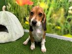 Chiots Beagle, Animaux & Accessoires, Chiens | Beagles, Bassets & Chiens courants, Beagle, Parvovirose, Plusieurs, Belgique