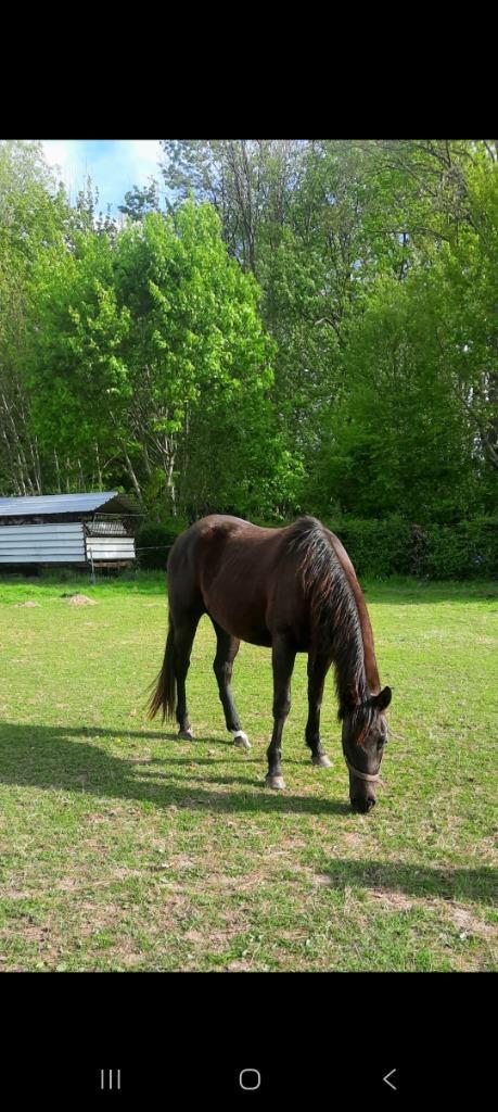 jonge Paint merrie – klaar om op te leiden, Dieren en Toebehoren, Paarden, Merrie, Onbeleerd, Minder dan 160 cm, 3 tot 6 jaar