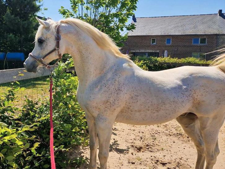 Dekkingen beschikbaar Egyptische Arabische volbloedhengst, Dieren en Toebehoren, Paarden en Pony's | Dekhengsten en Fokmerries