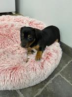 Sociale jack Russel pup uit geteste ouders, Hépatite contagieuse (maladie de Rubarth), Chienne, Belgique, 8 à 15 semaines