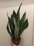 Sansevieria moonshine stek, Ophalen of Verzenden, Vetplant, Minder dan 100 cm