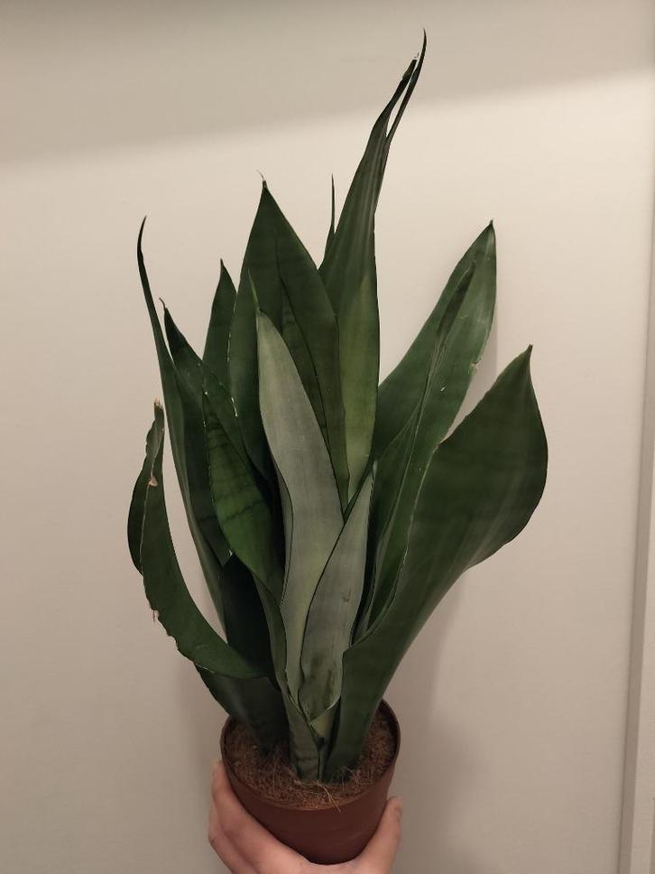 Sansevieria moonshine stek, Huis en Inrichting, Kamerplanten, Vetplant, Minder dan 100 cm, Ophalen of Verzenden