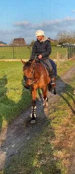 Braaf en betrouwbaar recreatiepaard te koop, Hongre, 160 à 165 cm, Cheval de récréation, 11 ans ou plus