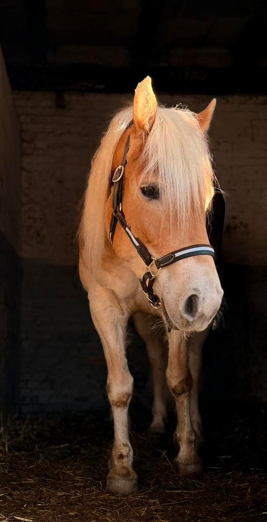 De braafste 6 jarige Haflinger merrie ~ Familiepony, Animaux & Accessoires, Chevaux, Jument, B, Moins de 160 cm, 3 à 6 ans, Cheval de récréation