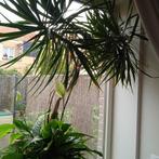 Dracaena + spatiphyllum in grote bloempot. Grote planten, Ophalen