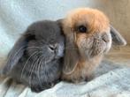 2 Fantastisch mooie super lieve handtamme Minilop konijntjes, Plusieurs animaux, Petit, Oreilles tombantes, 0 à 2 ans