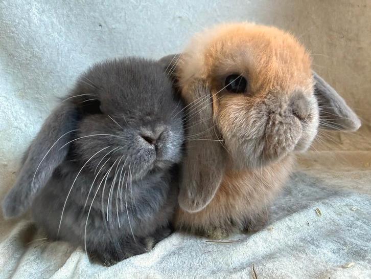 2 Fantastisch mooie super lieve handtamme Minilop konijntjes, Animaux & Accessoires, Lapins, Petit, Plusieurs animaux, 0 à 2 ans
