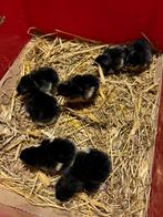 Marans kuikens, Dieren en Toebehoren, Pluimvee