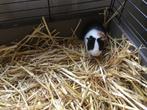 Cavia, Dieren en Toebehoren, Knaagdieren, December, Cavia