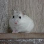 Hamster nain russe à vendre, Animaux & Accessoires, Rongeurs, Hamster