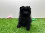 Dwergkeeshond pups, België, Keeshond, 8 tot 15 weken, CDV (hondenziekte)