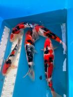 5 mooie koi 30 cm plus, Dieren en Toebehoren, Vissen | Vijvervissen, Karper of Koi