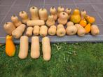 Biologische butternuts en pompoenen, Tuin en Terras, Planten | Tuinplanten, Ophalen
