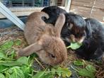 Nederlandse Dwerg Hangoren, Dieren en Toebehoren, Konijnen, Meerdere dieren, Dwerg, Hangoor, 0 tot 2 jaar