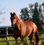 Draagmerrie/ fokmerrie / recreatief dressuurpaard, Dieren en Toebehoren, Merrie, Dressuurpaard