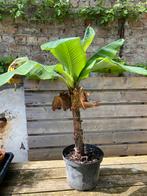 Bananenplant musa dwarf Cavendish, Vaste plant, Fruitplanten, Ophalen