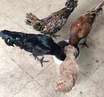 Kippen kuikens en konijnen, Dieren en Toebehoren, Pluimvee