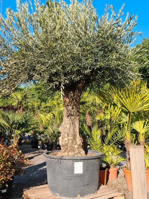 Olijfboom Olea Europaea, Tuin en Terras, Planten | Bomen, Olijfboom, Ophalen