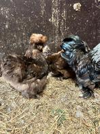 2 zijdehoen usa hennen choco, Dieren en Toebehoren, Pluimvee, Vrouwelijk, Kip
