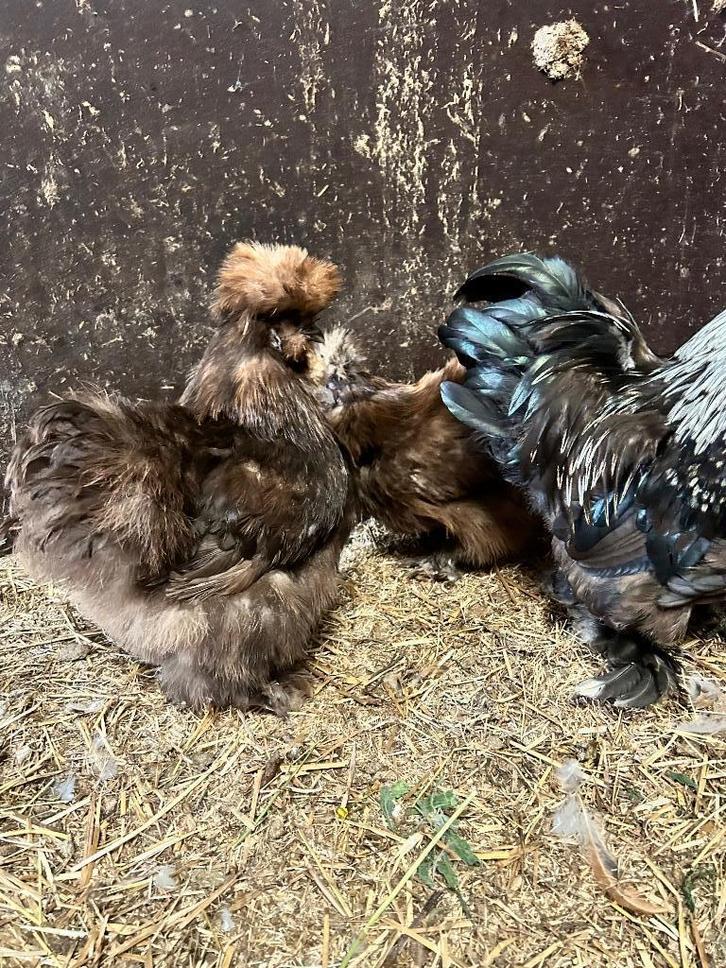 2 zijdehoen usa hennen choco, Dieren en Toebehoren, Pluimvee, Kip, Vrouwelijk