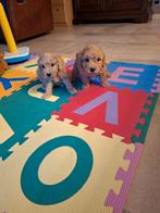 Dwergpoedel pups, Dieren en Toebehoren, Honden | Chihuahua's en Gezelschapshonden, Poedel, België, CDV (hondenziekte), 8 tot 15 weken