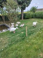 Coscoroba zwanen, Dieren en Toebehoren
