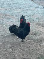 Australorp, Dieren en Toebehoren, Pluimvee