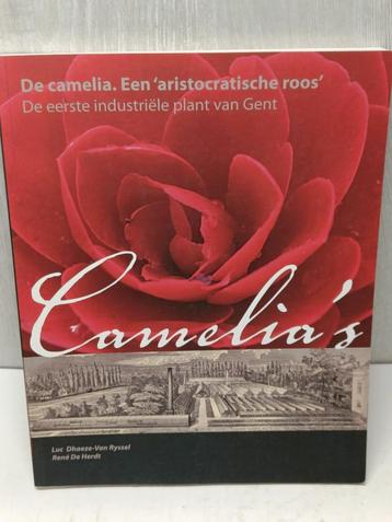 De Camelia een aristocratische roos Luc Dhaeze Van Ryssel beschikbaar voor biedingen