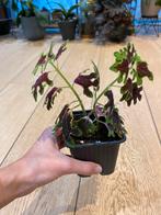 Coleus Inky fingers (siernetel), Huis en Inrichting, Kamerplanten, Overige soorten, Ophalen of Verzenden, In pot, Minder dan 100 cm