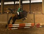 De allerbraafste pony, Dieren en Toebehoren, Pony's, Merrie, B, 3 tot 6 jaar, D pony (1.37m tot 1.48m)