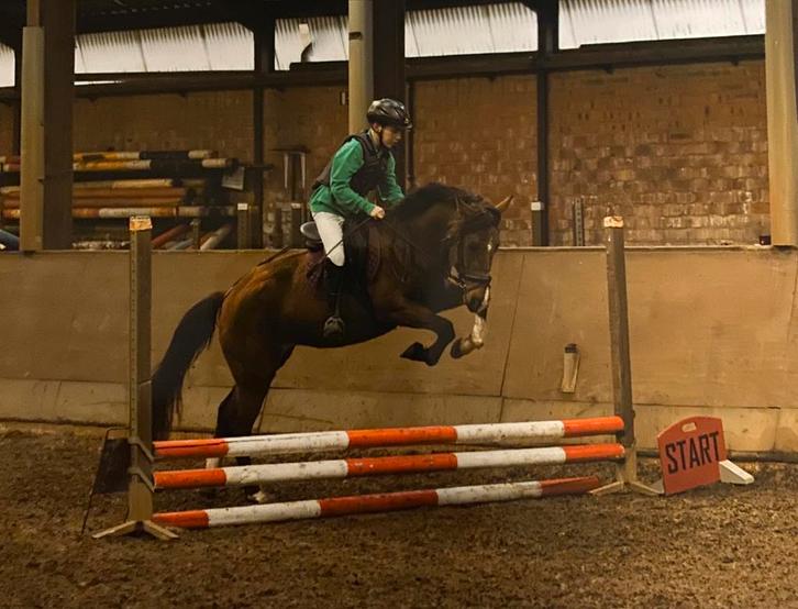 De allerbraafste pony, Dieren en Toebehoren, Pony's, Merrie, B, D pony (1.37m tot 1.48m), 3 tot 6 jaar, Met stamboom, Gechipt