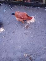 Nog een haan, Dieren en Toebehoren, Pluimvee