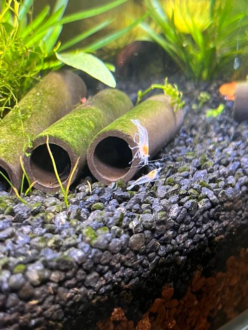 Neocardina garnalen verschillende kleuren, Dieren en Toebehoren, Vissen | Aquariumvissen, Kreeft, Krab of Garnaal