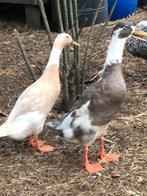 Indische loopeend woerden, Dieren en Toebehoren, Pluimvee, Mannelijk, Eend
