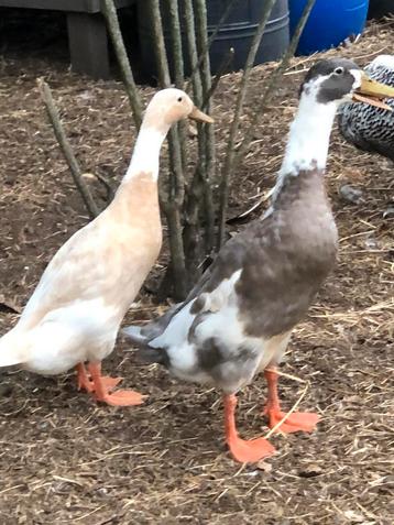 Indische loopeend woerden