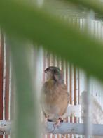 geelbuikcini's en citroenborstedelzangers, Dieren en Toebehoren, Vogels | Overige Vogels, Meerdere dieren, Tropenvogel, Geringd