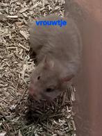Langharige Goudhamsters, Dieren en Toebehoren, Hamster, Mei, Meerdere dieren, Tam