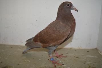 kleurpostduiven, Sexe inconnu, Pigeon voyageur