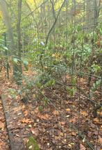 🔺️TE KOOP +- 80m draad en 27 palen  van 34 x 2000🔺️, Tuin en Terras, Ophalen